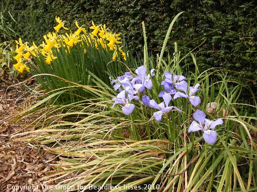 Cambridge Botanic (1)